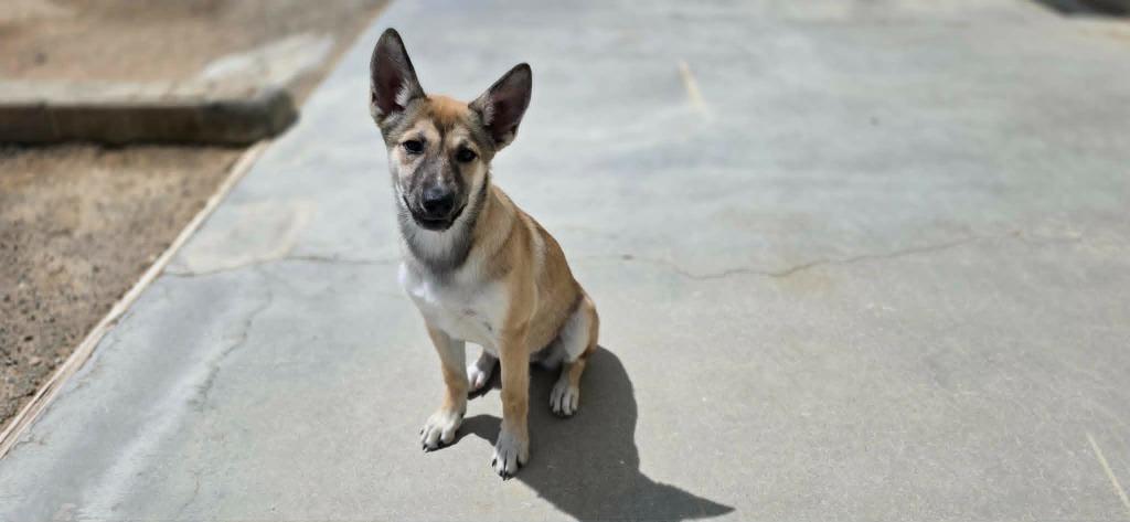 Lizzo, a Adoptable mixed breed in California City, CA image 2/4