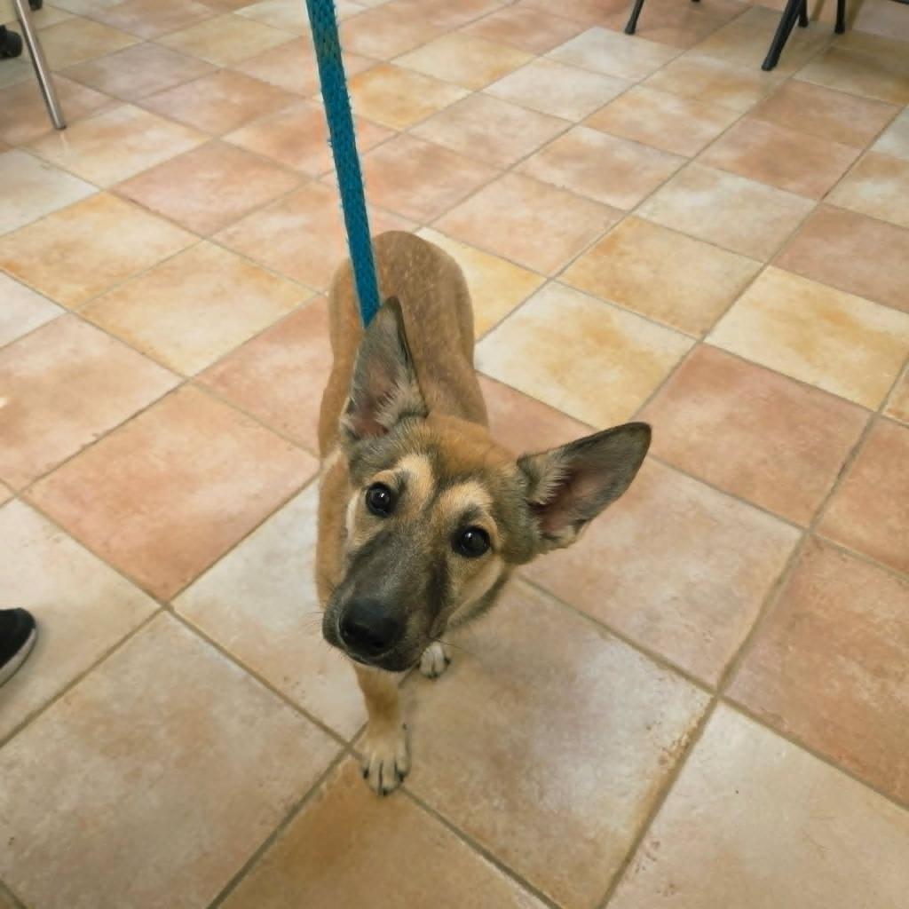 Lizzo, a Adoptable mixed breed in California City, CA image 3/4