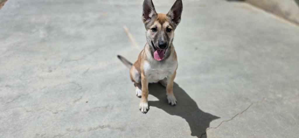 Lizzo, a Adoptable mixed breed in California City, CA image 4/4