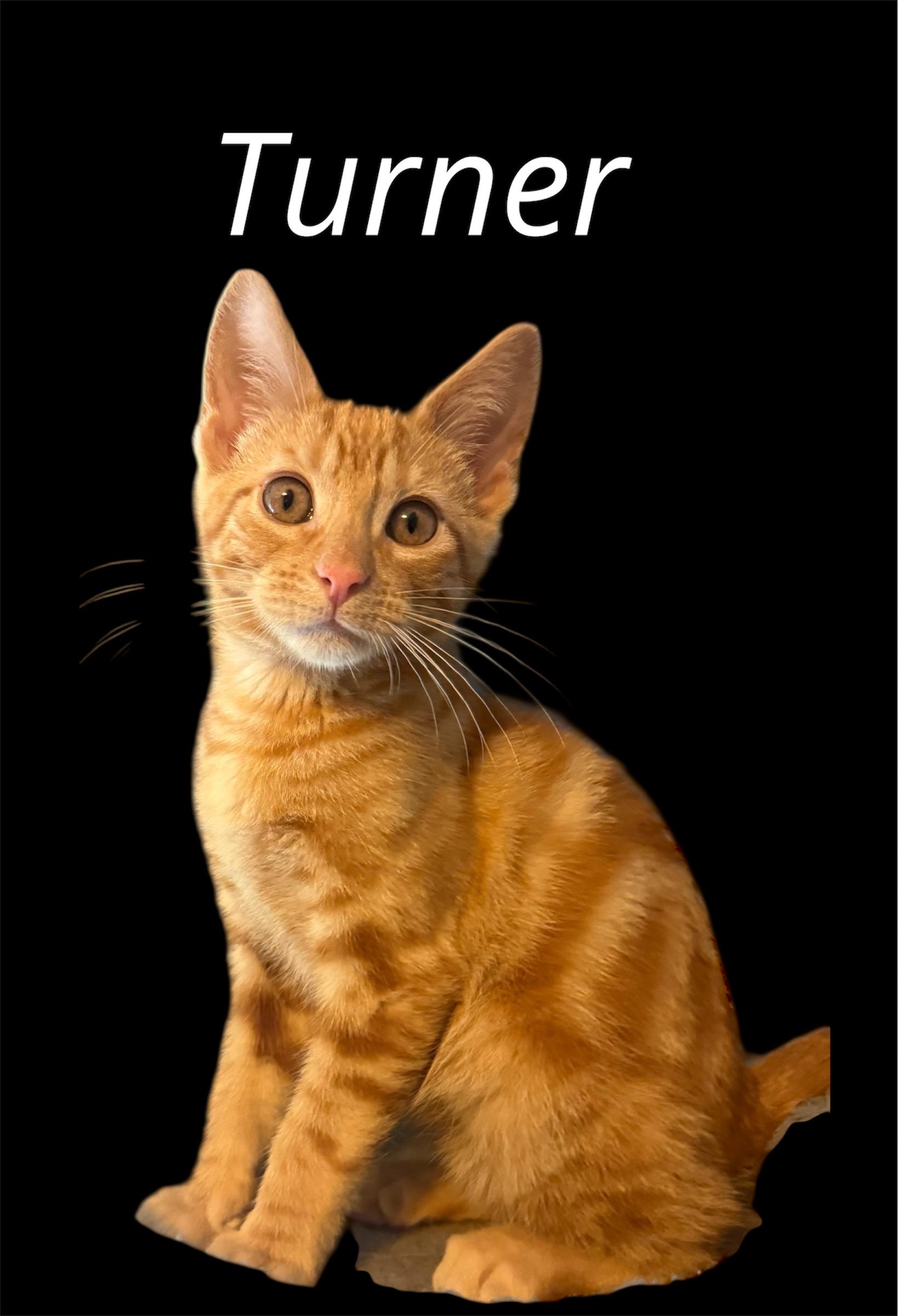Enlarge Turner, an adopted Domestic Short Hair in Auburn, CA image 1/1