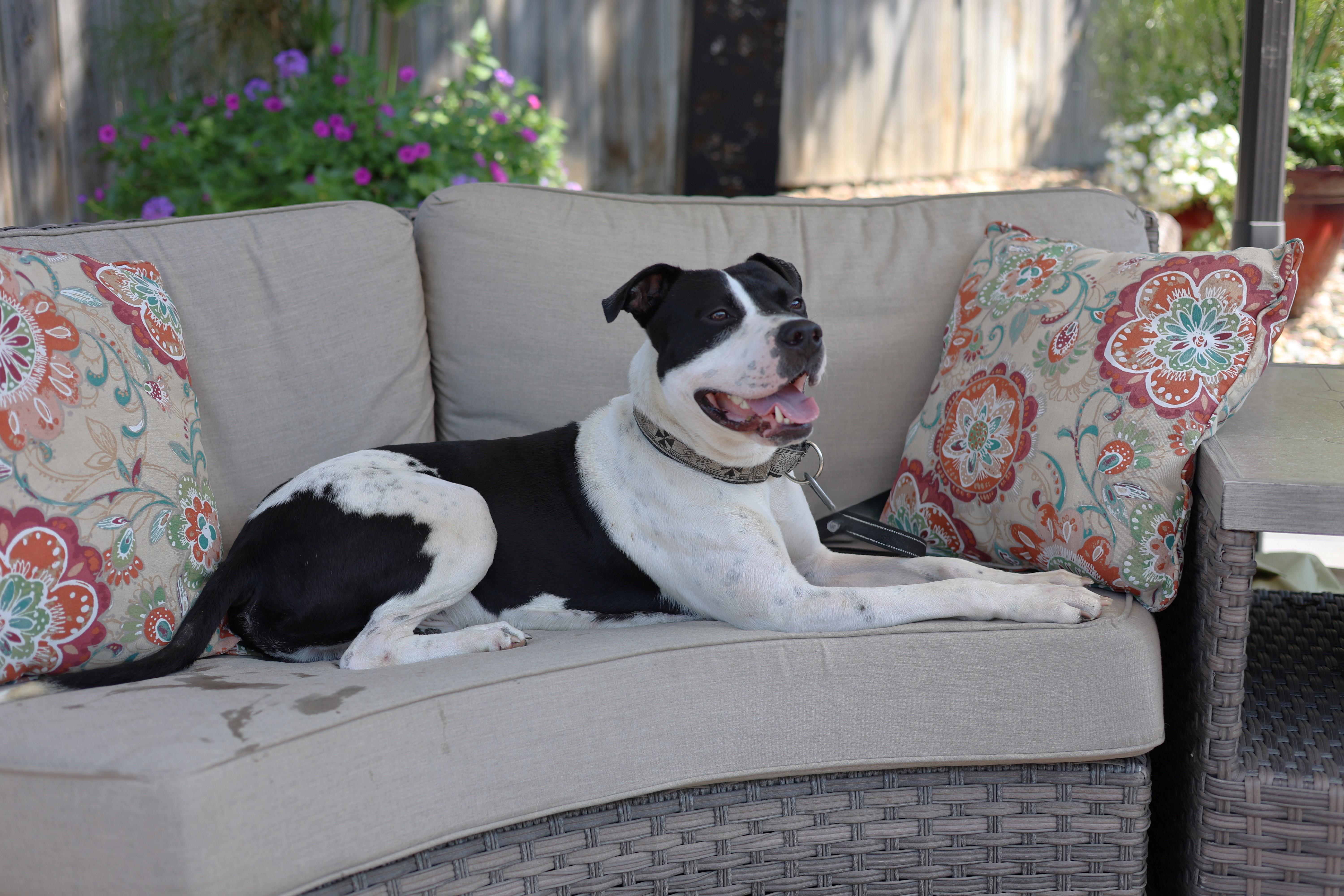 Enlarge Freddie Mercury, a Adoptable mixed breed in Sioux Falls, SD image 5/6