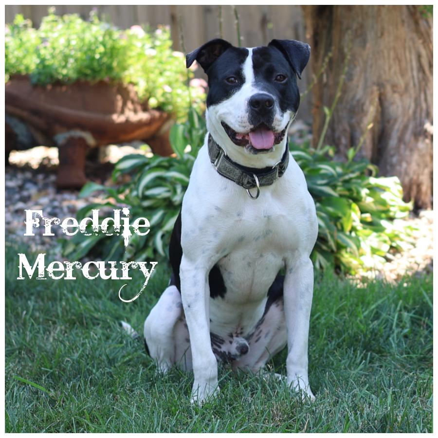 Enlarge Freddie Mercury, a Adoptable mixed breed in Sioux Falls, SD image 1/6