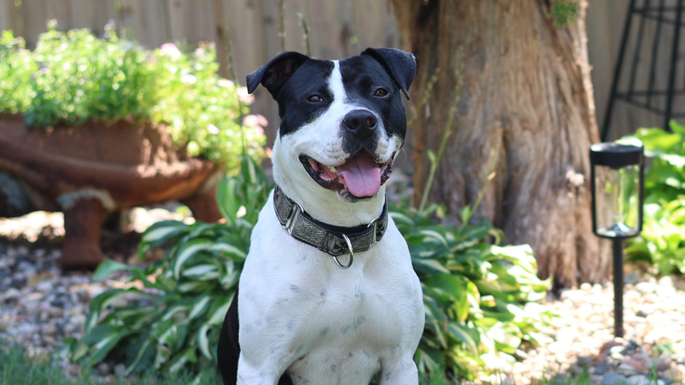 Enlarge Freddie Mercury, a Adoptable mixed breed in Sioux Falls, SD image 4/6