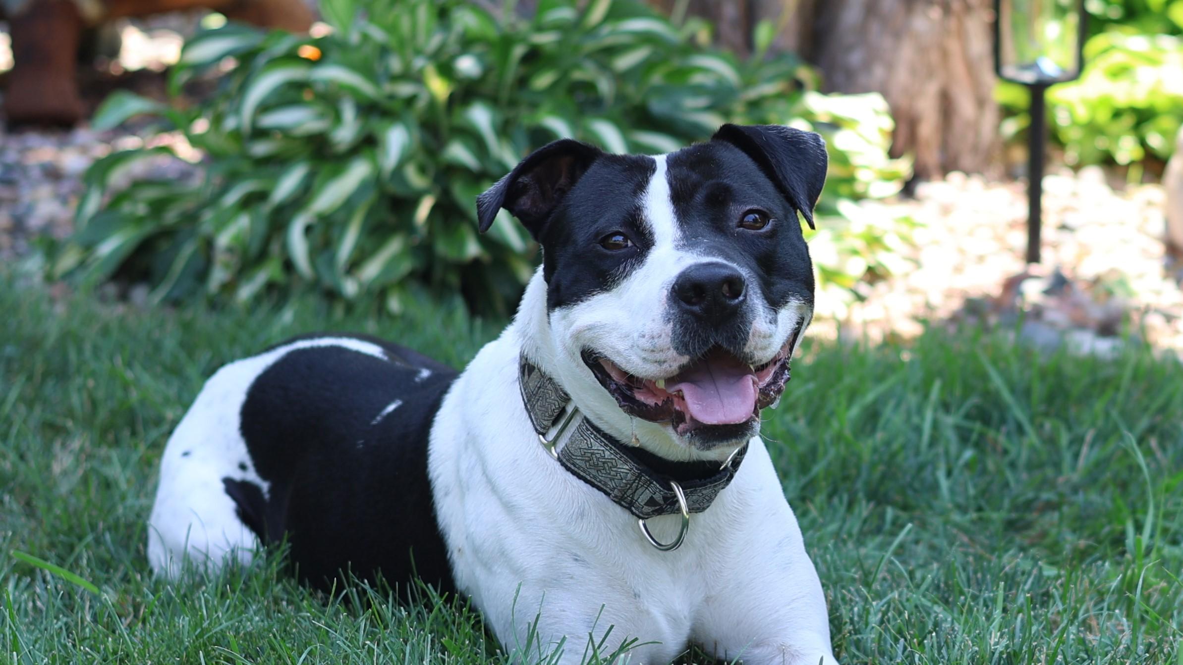 Enlarge Freddie Mercury, a Adoptable mixed breed in Sioux Falls, SD image 2/6