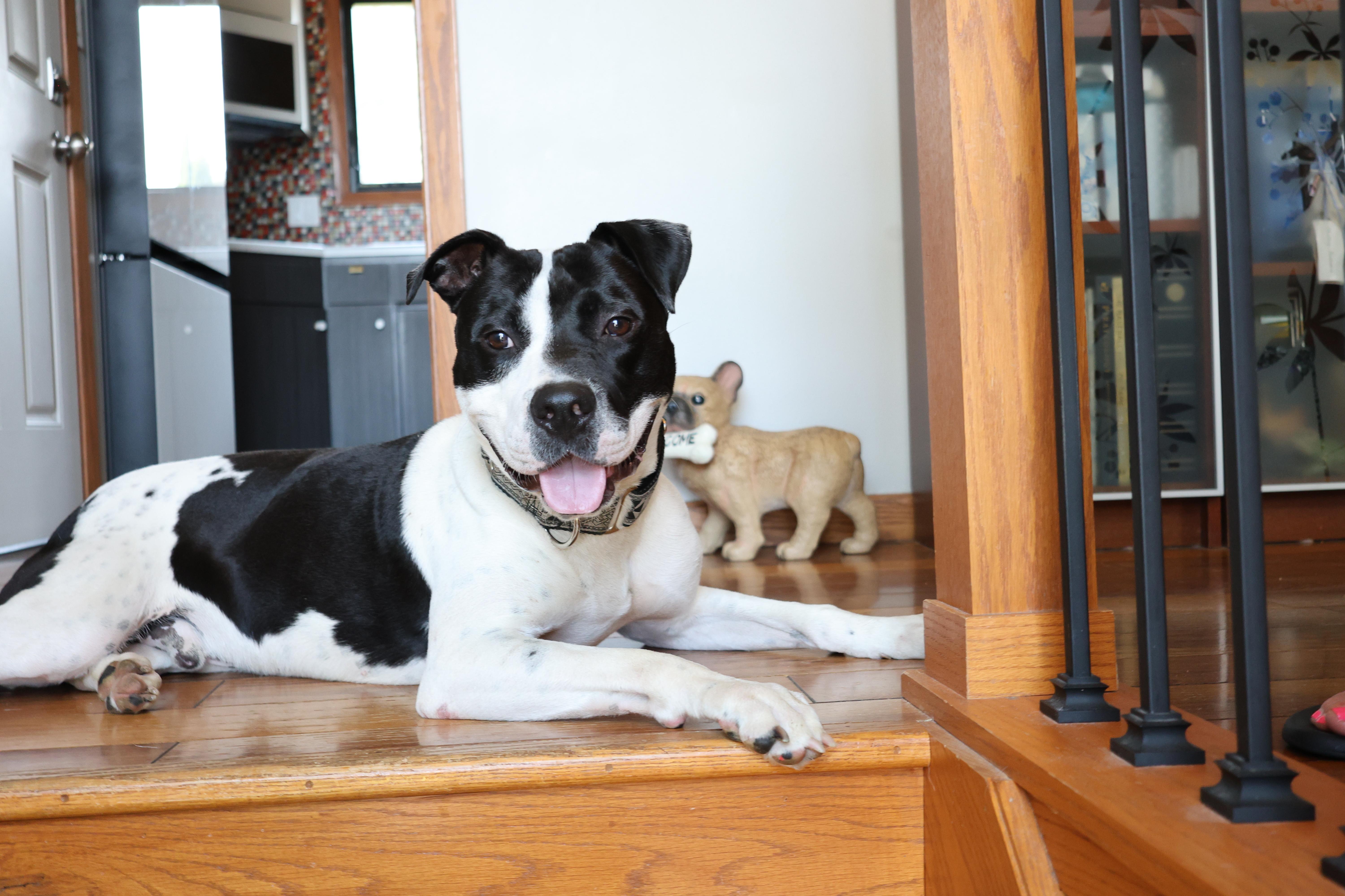 Enlarge Freddie Mercury, a Adoptable mixed breed in Sioux Falls, SD image 3/6