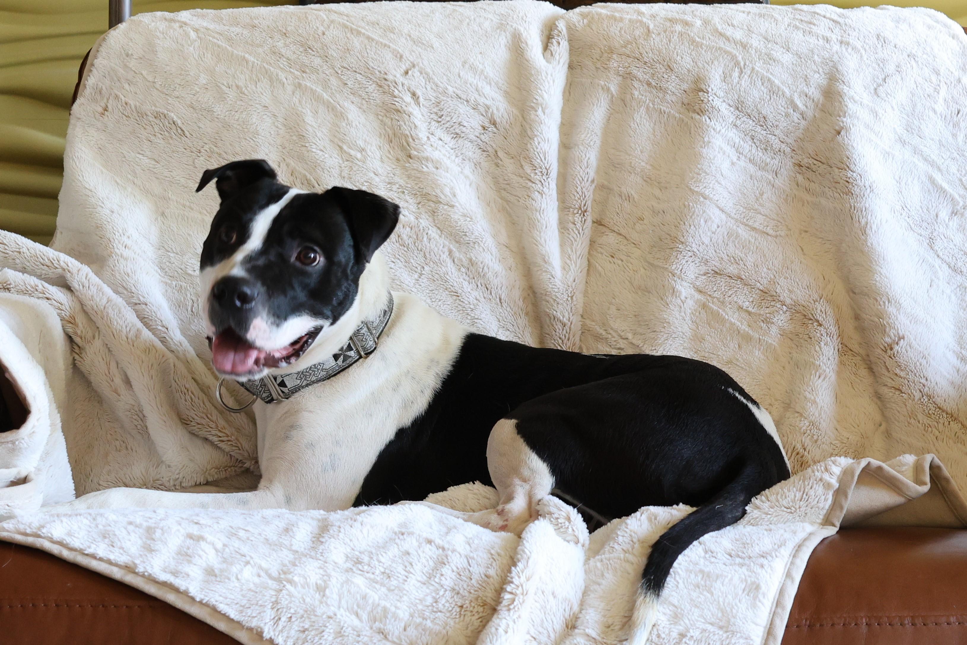 Enlarge Freddie Mercury, a Adoptable mixed breed in Sioux Falls, SD image 6/6