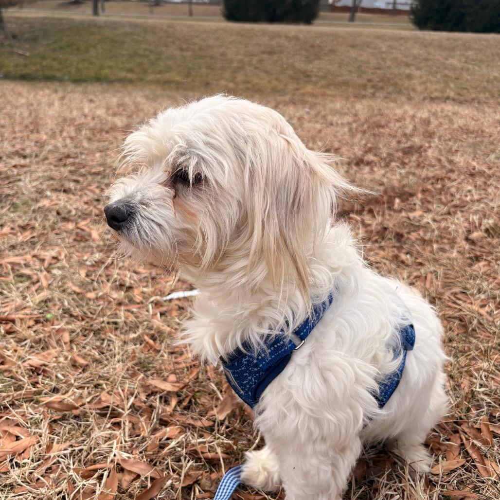 Spikey, Adoptable, Adult Male Maltese.