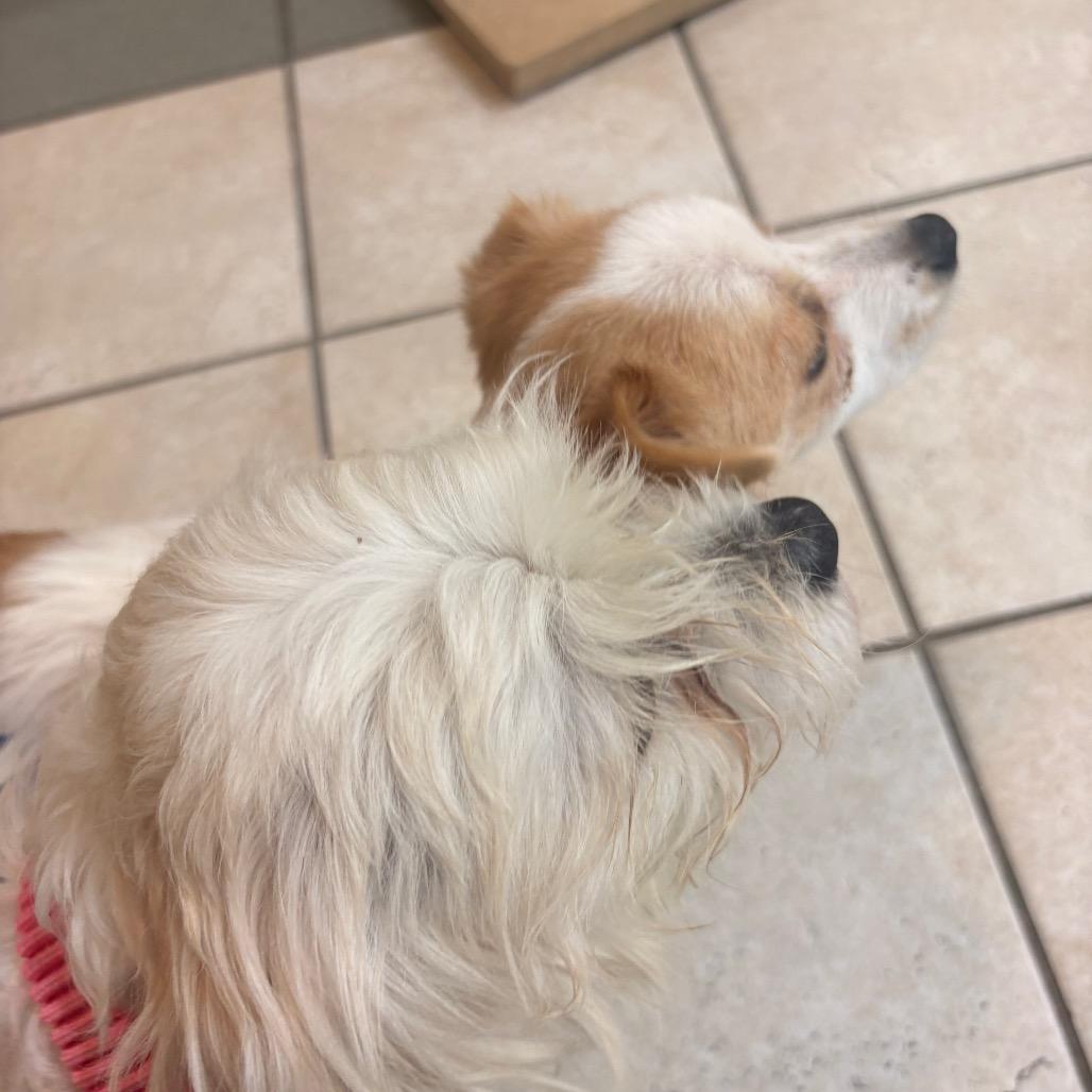 Spikey, a Adoptable Maltese in Arlington, VA image 2/6