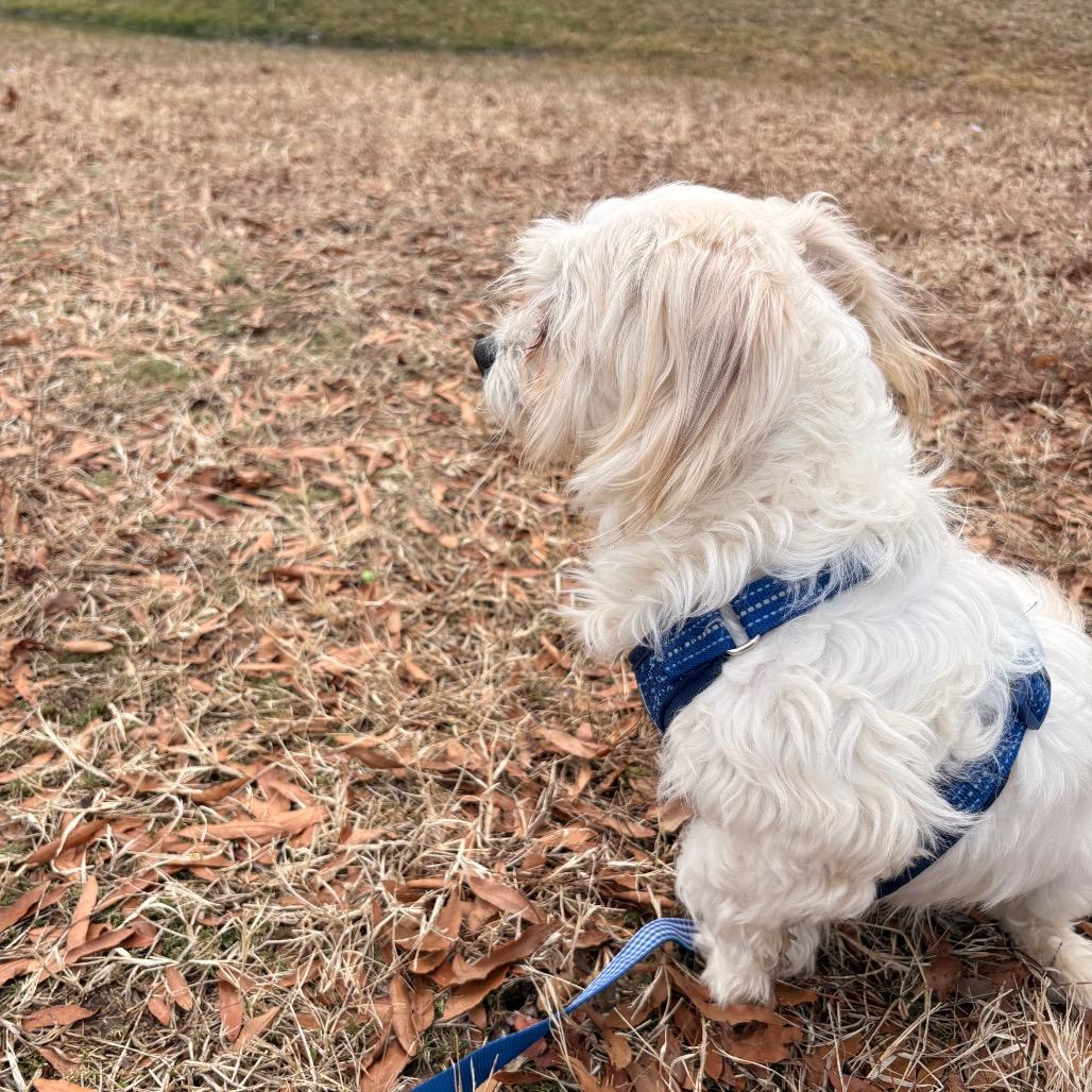 Spikey, a Adoptable Maltese in Arlington, VA image 3/6