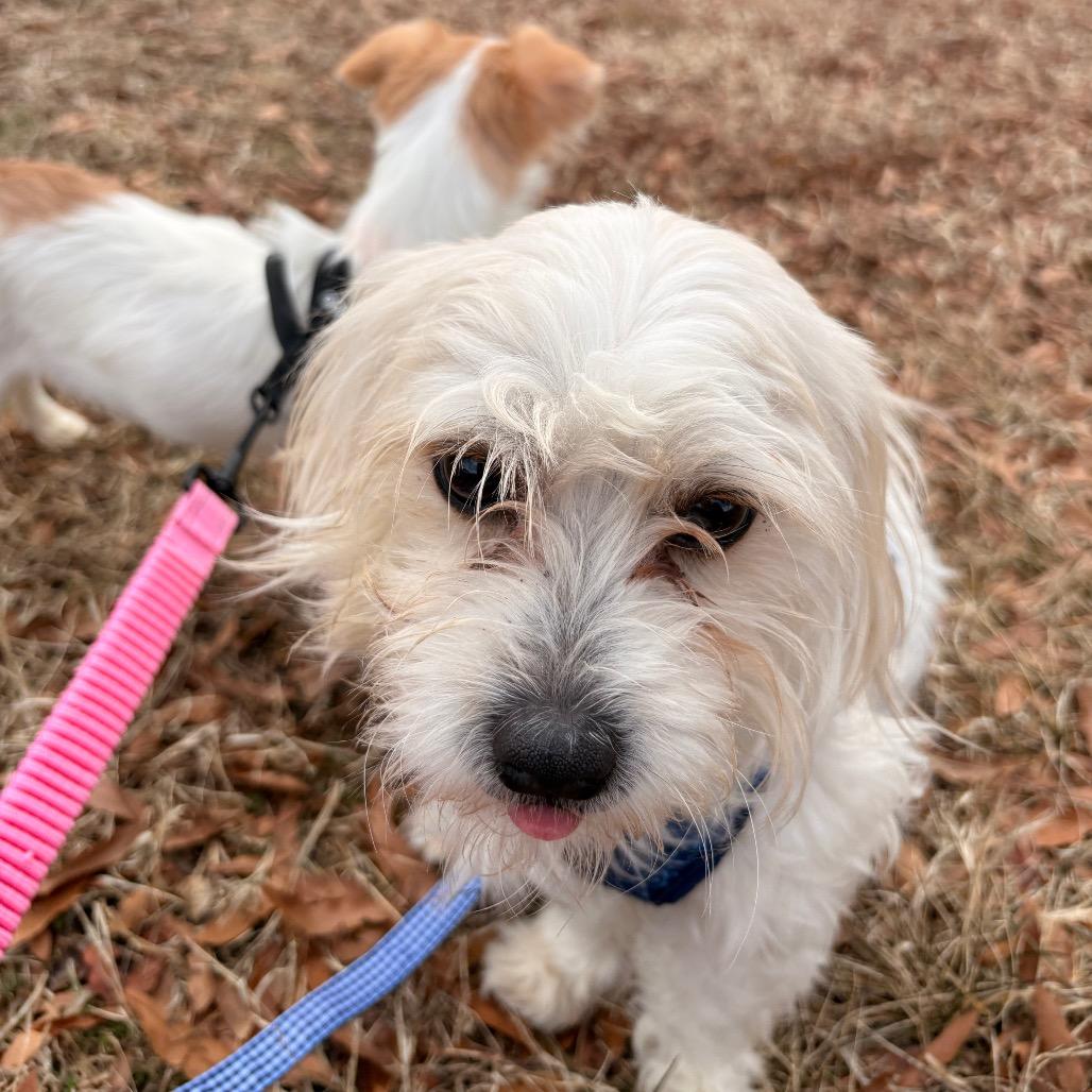 Spikey, a Adoptable Maltese in Arlington, VA image 4/6