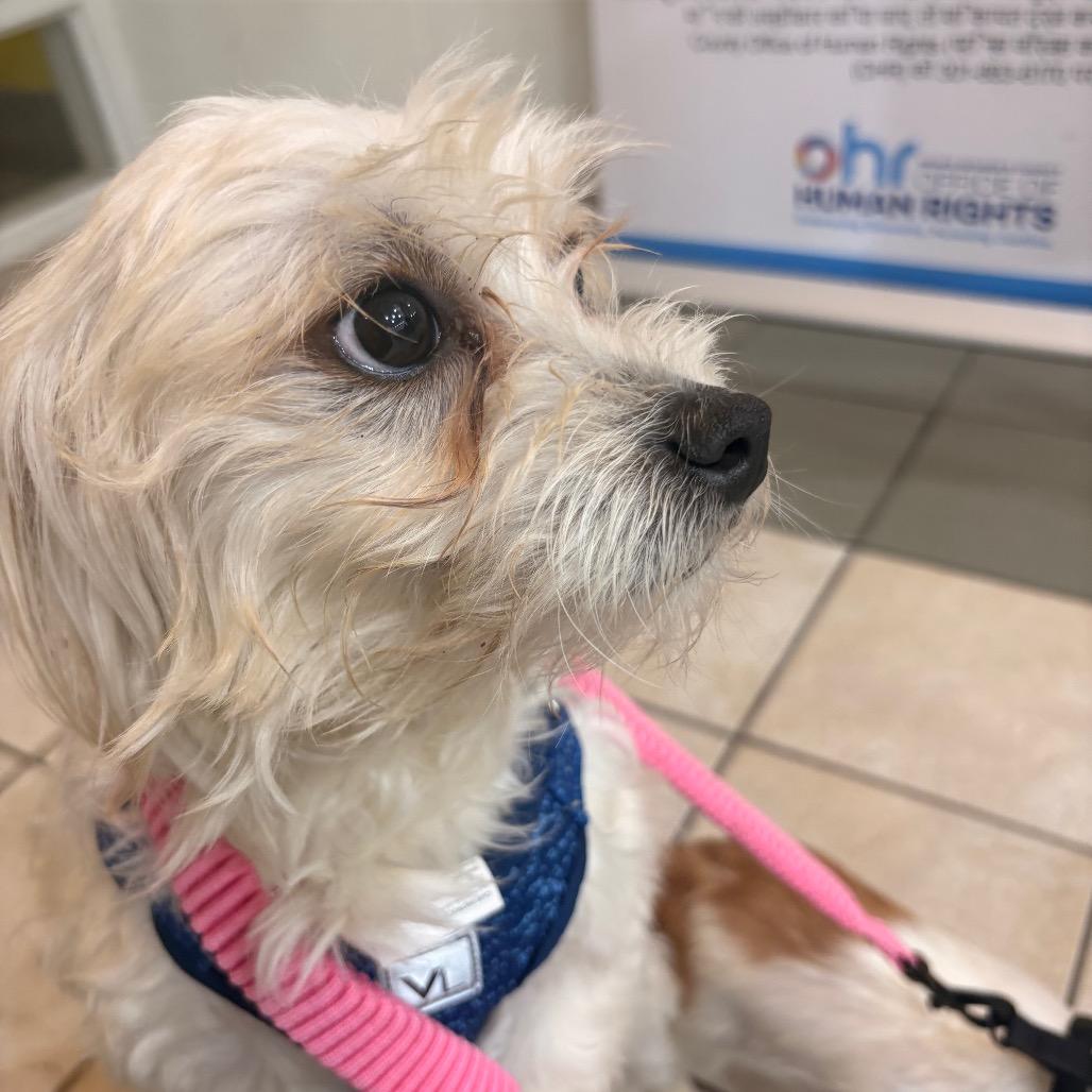 Spikey, a Adoptable Maltese in Arlington, VA image 5/6