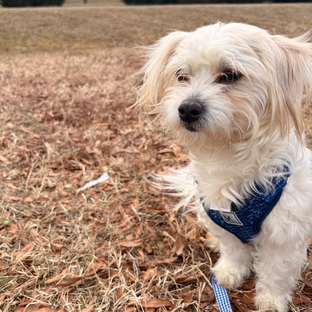 Spikey, a Adoptable Maltese in Arlington, VA image 6/6