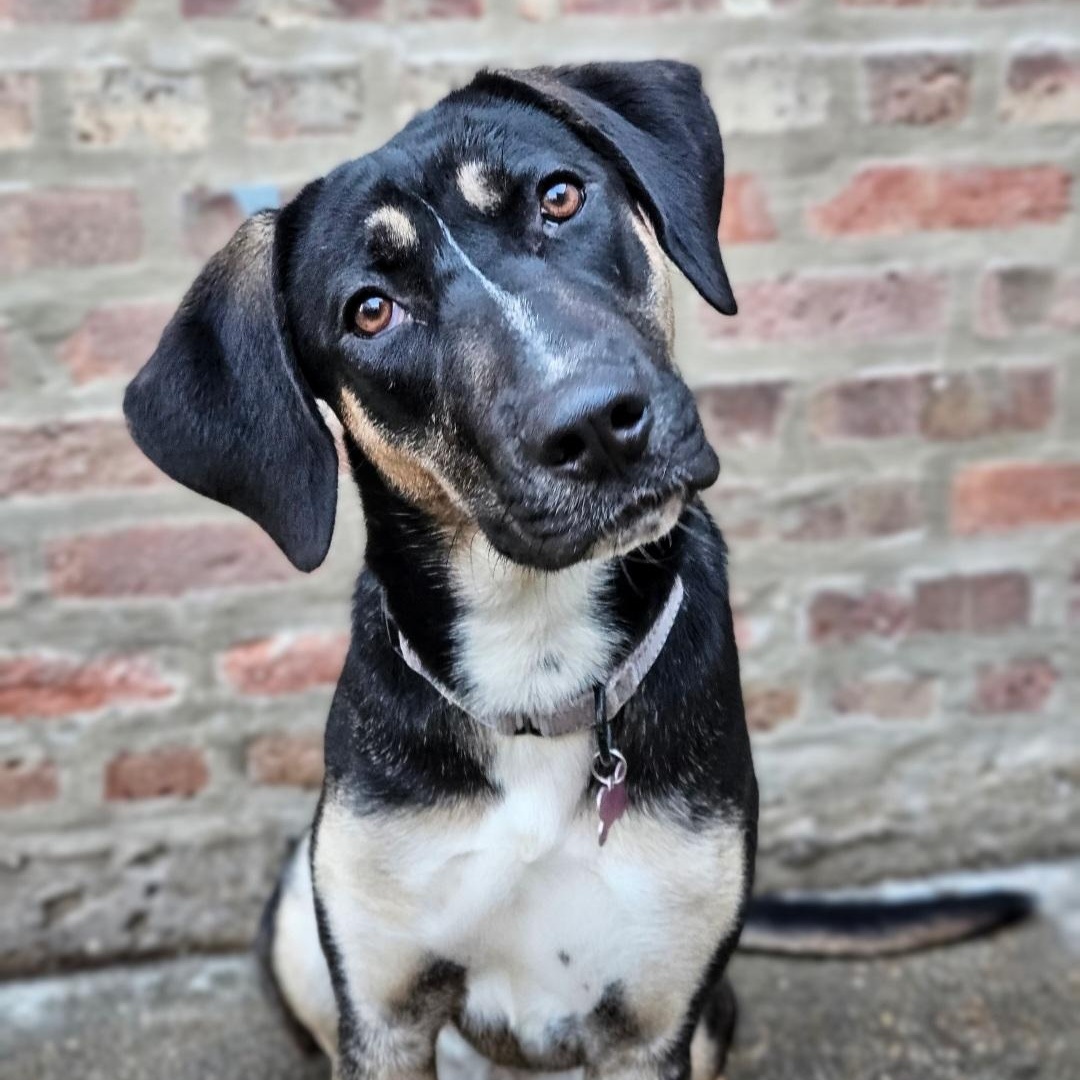 Enlarge Sable (REDUCED FEE!), a ADOPTABLE mixed breed in Chicago, IL image 1/6