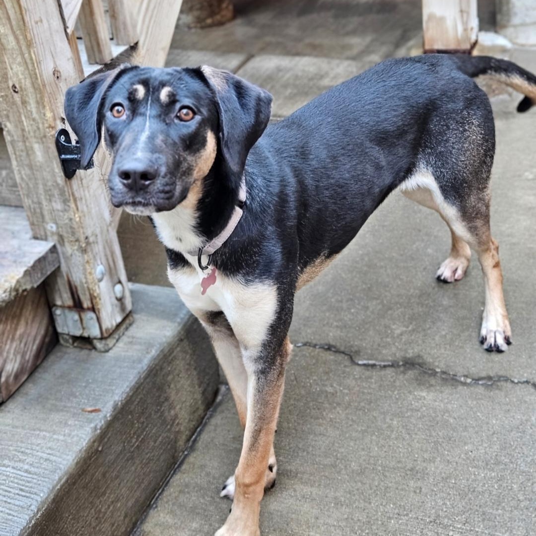 Enlarge Sable (REDUCED FEE!), a ADOPTABLE mixed breed in Chicago, IL image 2/6