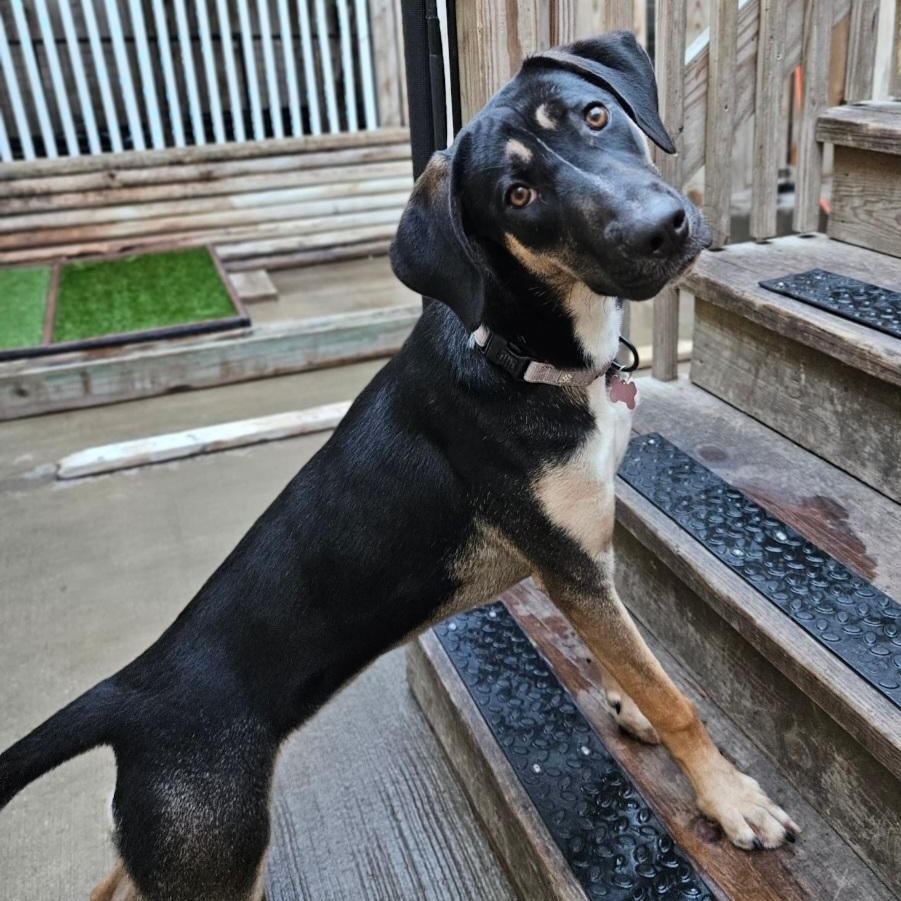 Enlarge Sable (REDUCED FEE!), a ADOPTABLE mixed breed in Chicago, IL image 3/6