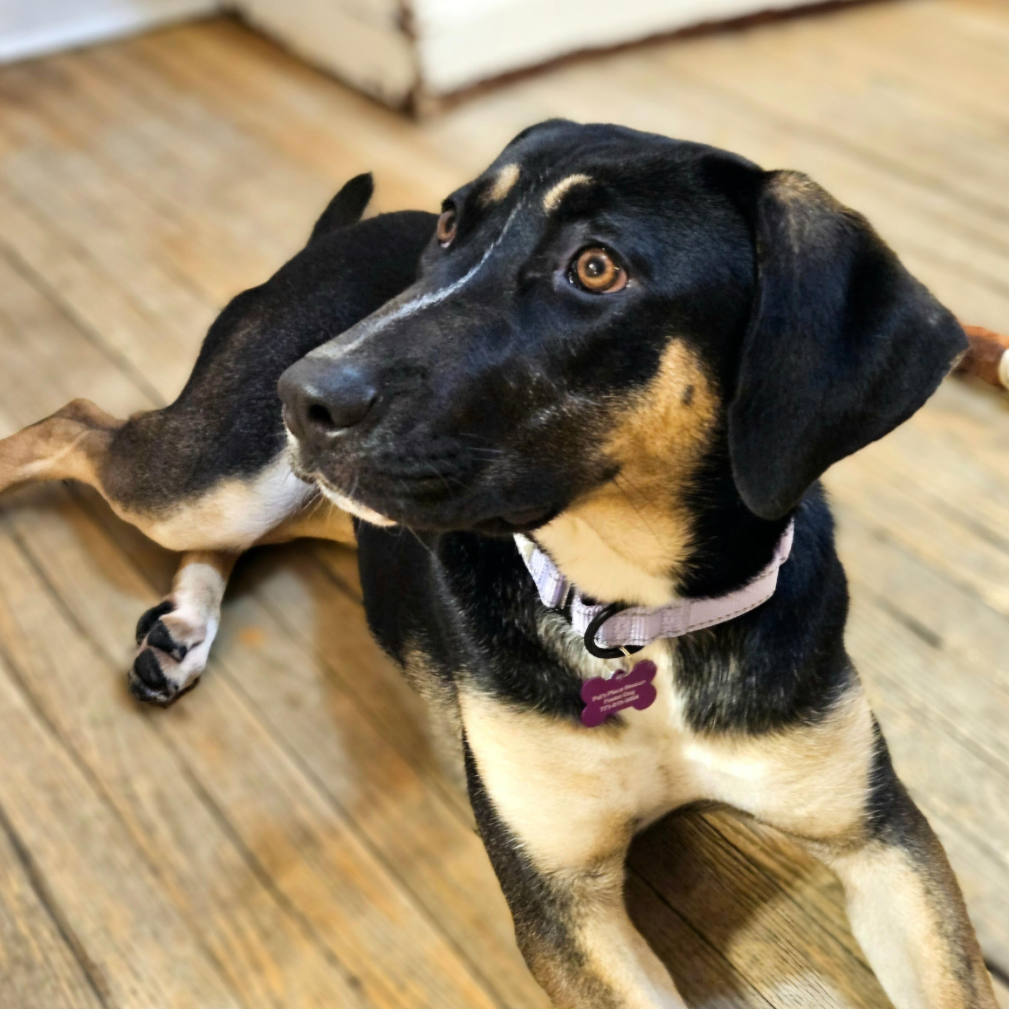 Enlarge Sable (REDUCED FEE!), a ADOPTABLE mixed breed in Chicago, IL image 4/6