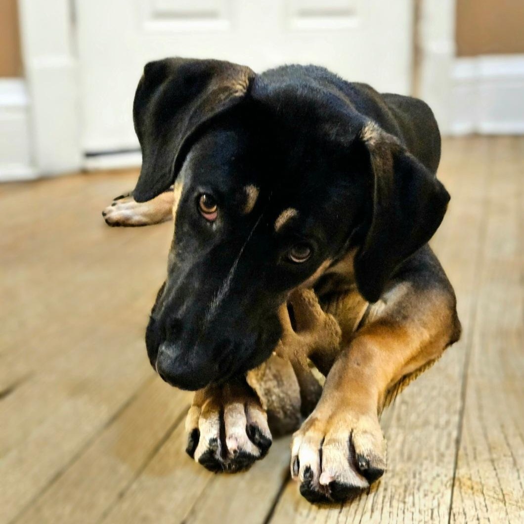 Enlarge Sable (REDUCED FEE!), a ADOPTABLE mixed breed in Chicago, IL image 5/6