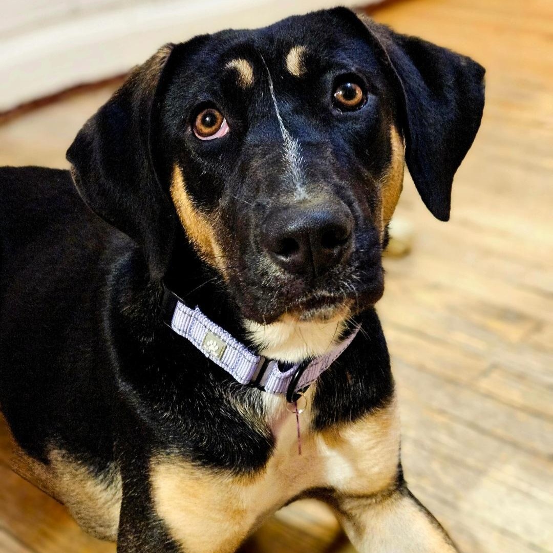 Enlarge Sable (REDUCED FEE!), a ADOPTABLE mixed breed in Chicago, IL image 6/6