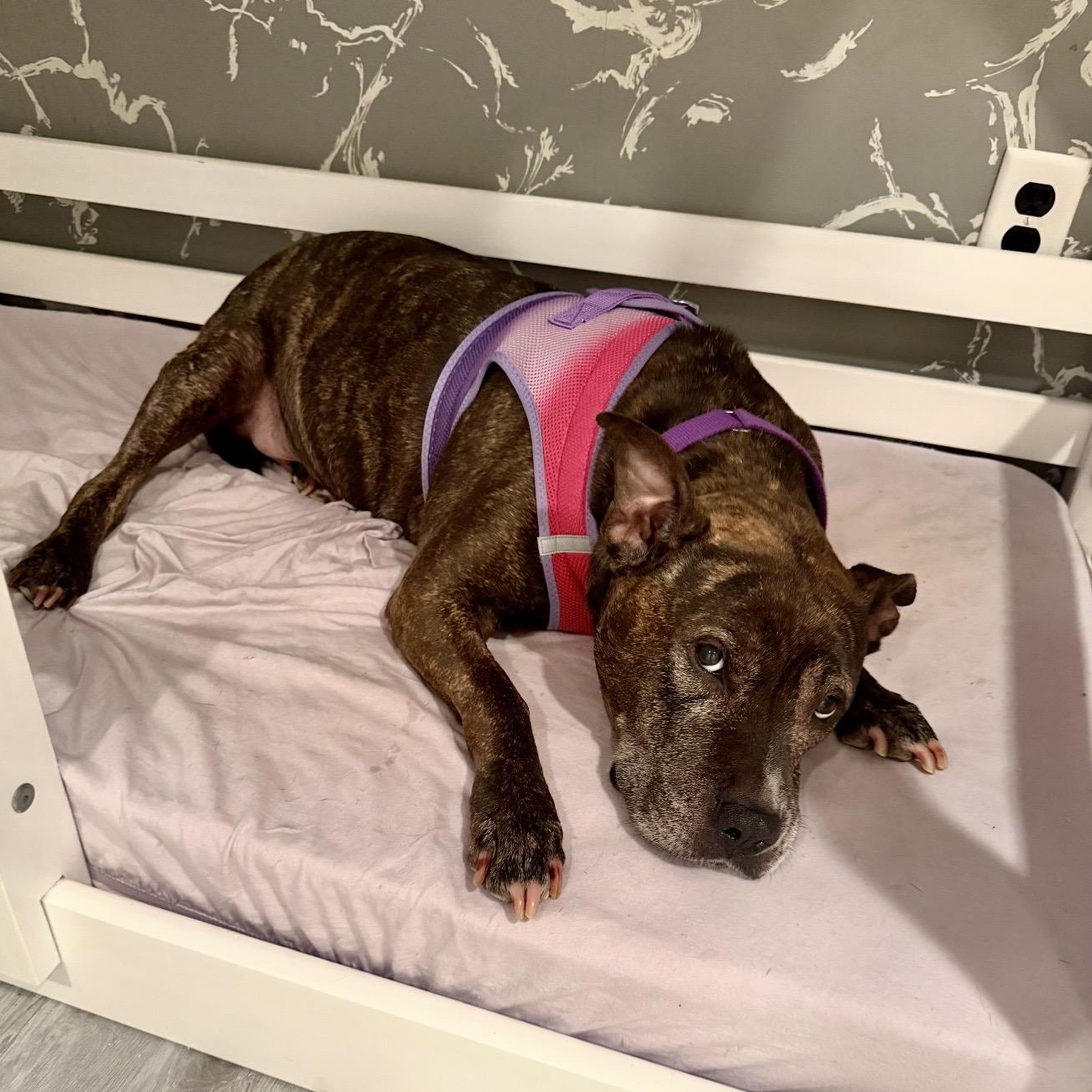Enlarge Roxy, a Adoptable mixed breed in Pelham, NH image 3/6