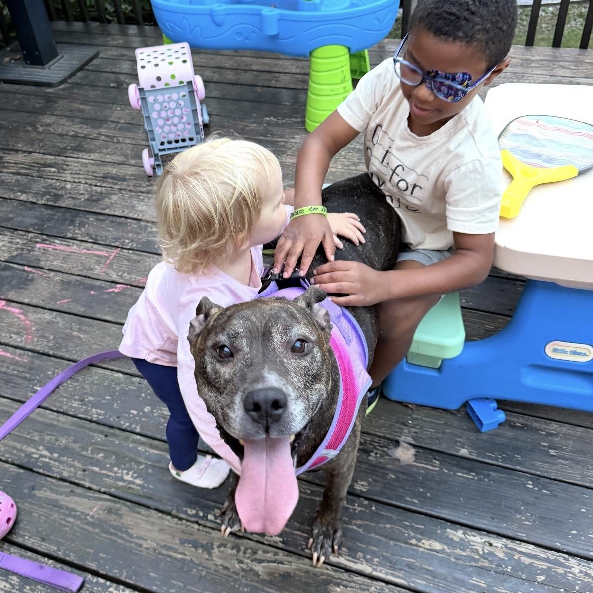Enlarge Roxy, a Adoptable mixed breed in Pelham, NH image 2/6