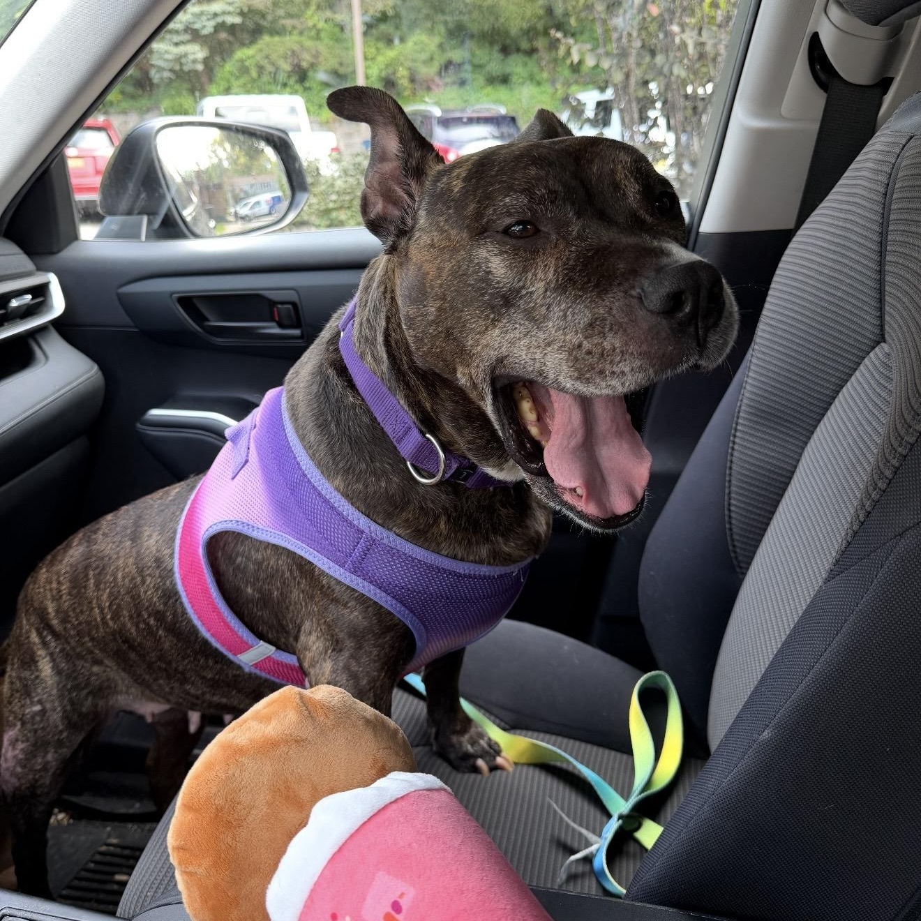 Enlarge Roxy, a Adoptable mixed breed in Pelham, NH image 6/6