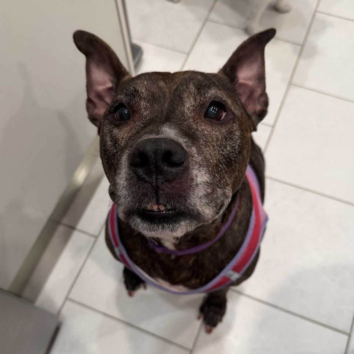 Roxy, Adoptable, Senior Female Pit Bull Terrier & Mixed Breed.