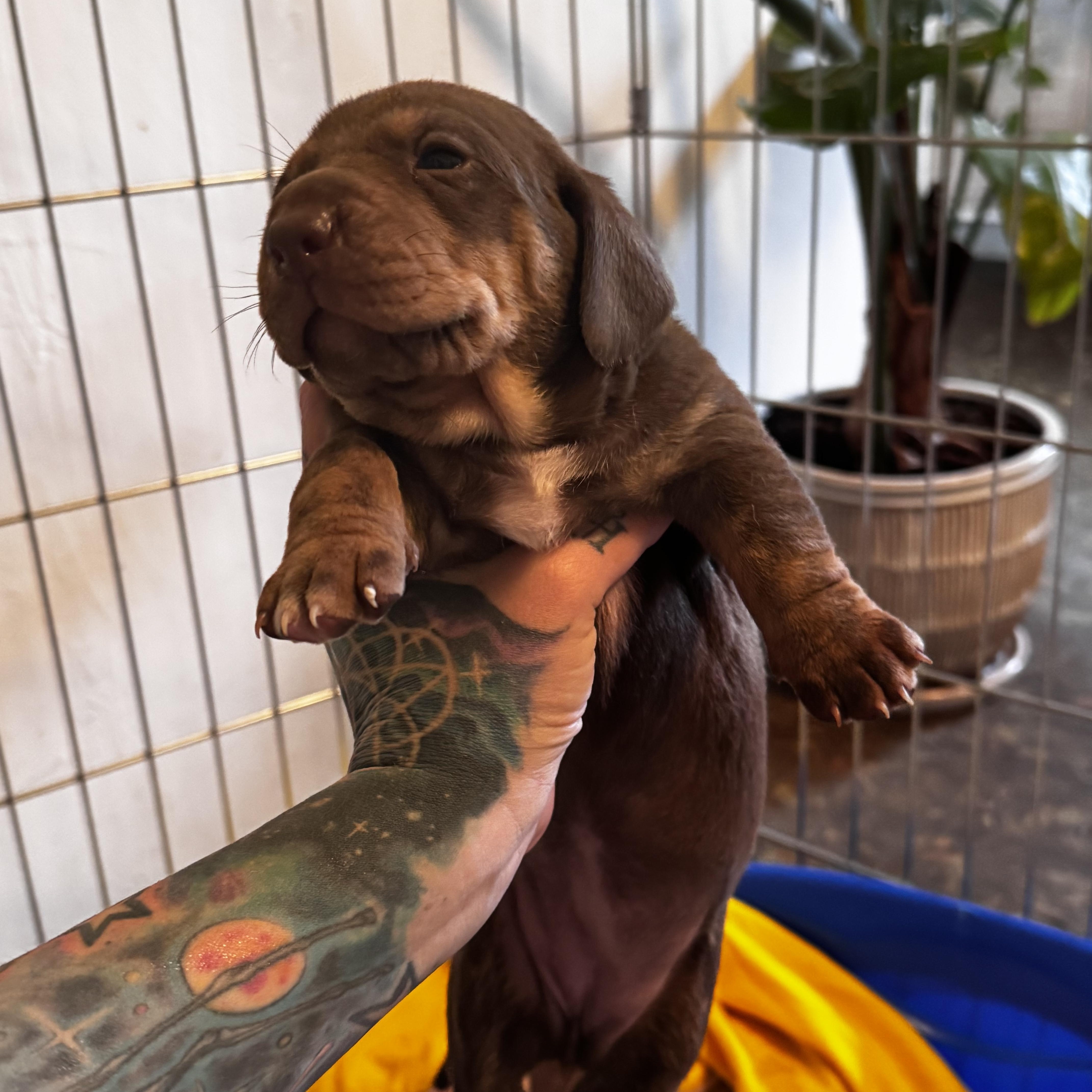 Enlarge Basil, a Adoptable mixed breed in Arcata , CA image 1/2