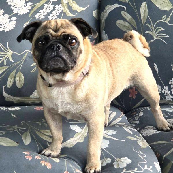 Winnie, Adopted, Young Female Pug.
