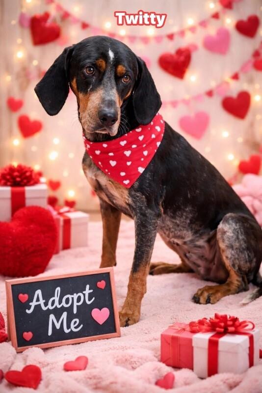 Twitty, Adoptable, Adult Male Bluetick Coonhound.