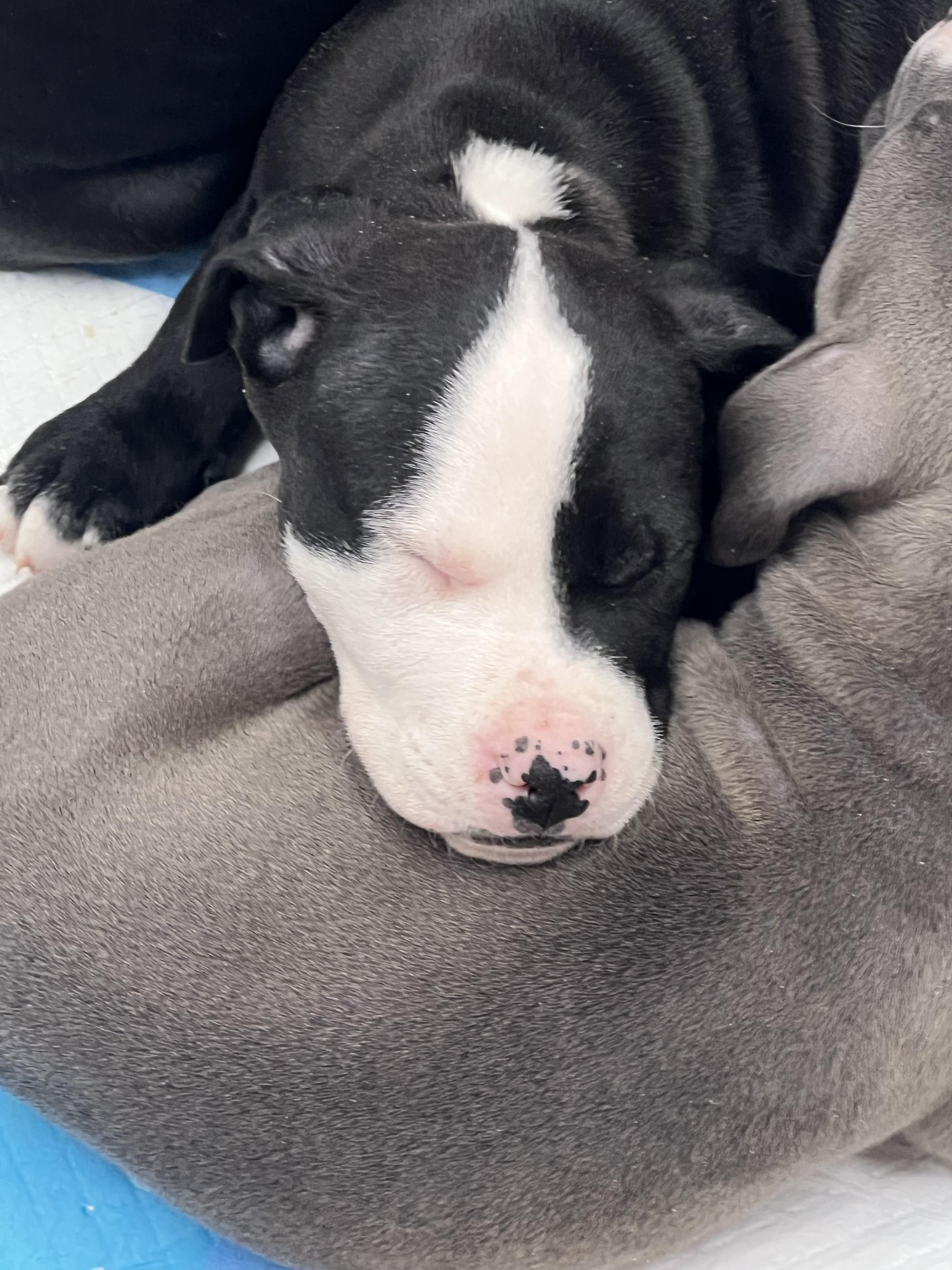Herbert, ADOPTABLE, Puppy Male American Staffordshire Terrier.