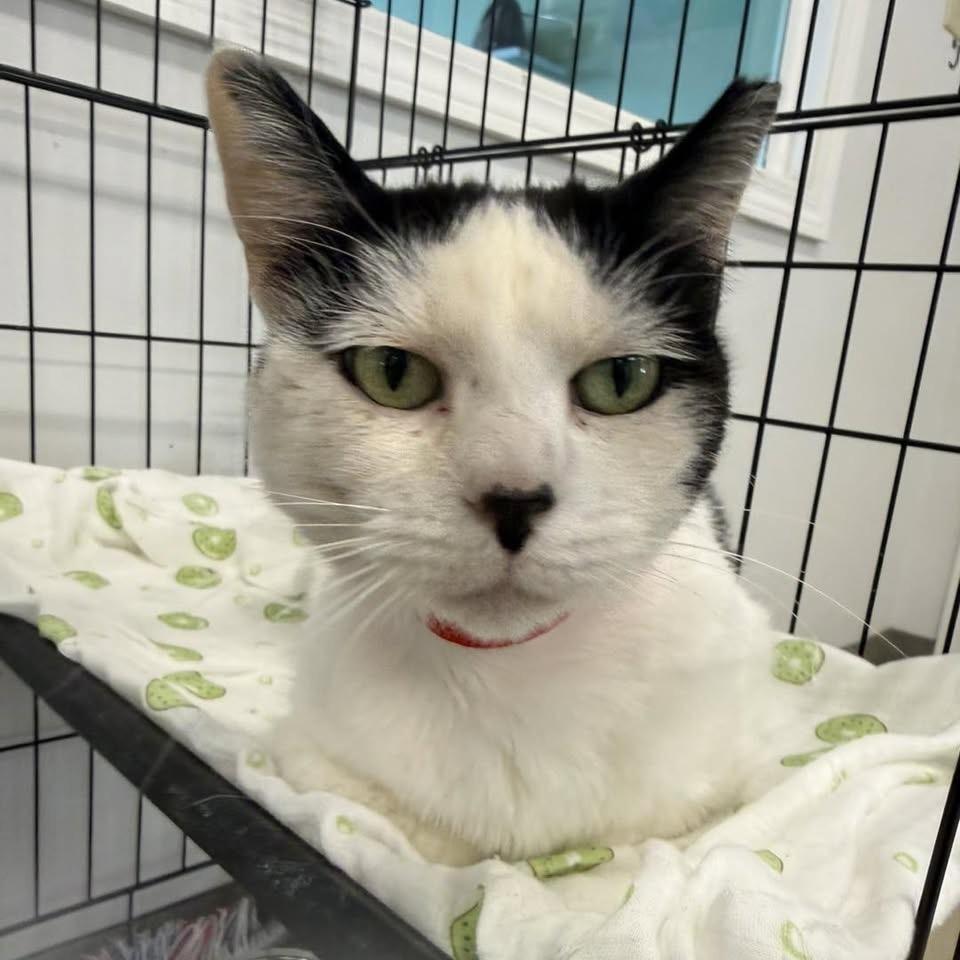 Enlarge Mary, a Adoptable Domestic Short Hair in Hamburg, NY image 1/1