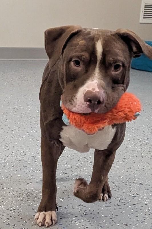 Enlarge Petey, a Adoptable Pit Bull Terrier in Yankton, SD image 1/6
