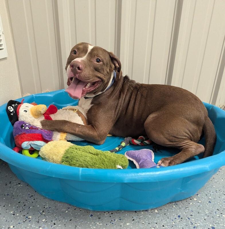 Enlarge Petey, a Adoptable Pit Bull Terrier in Yankton, SD image 2/6