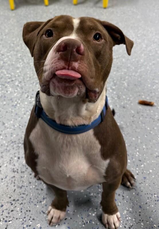 Enlarge Petey, a Adoptable Pit Bull Terrier in Yankton, SD image 3/6