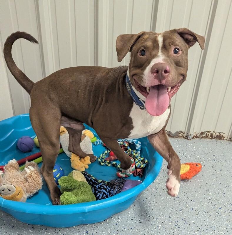 Enlarge Petey, a Adoptable Pit Bull Terrier in Yankton, SD image 4/6