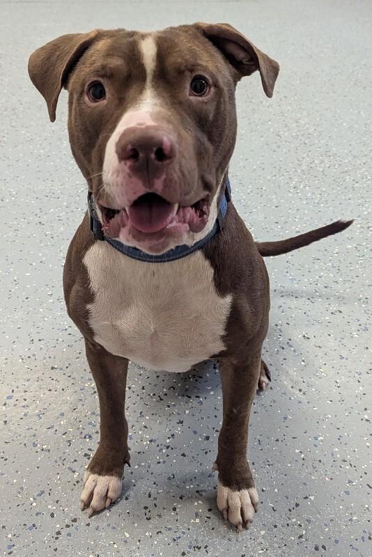 Enlarge Petey, a Adoptable Pit Bull Terrier in Yankton, SD image 5/6