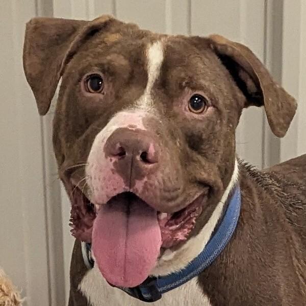 Enlarge Petey, a Adoptable Pit Bull Terrier in Yankton, SD image 6/6