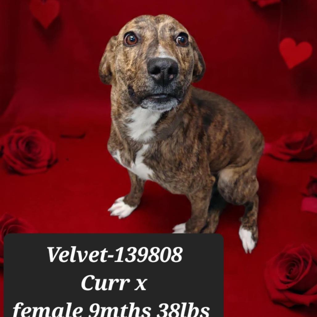 Enlarge Velvet, a Adoptable Mountain Cur in New Tazewell, TN image 1/1