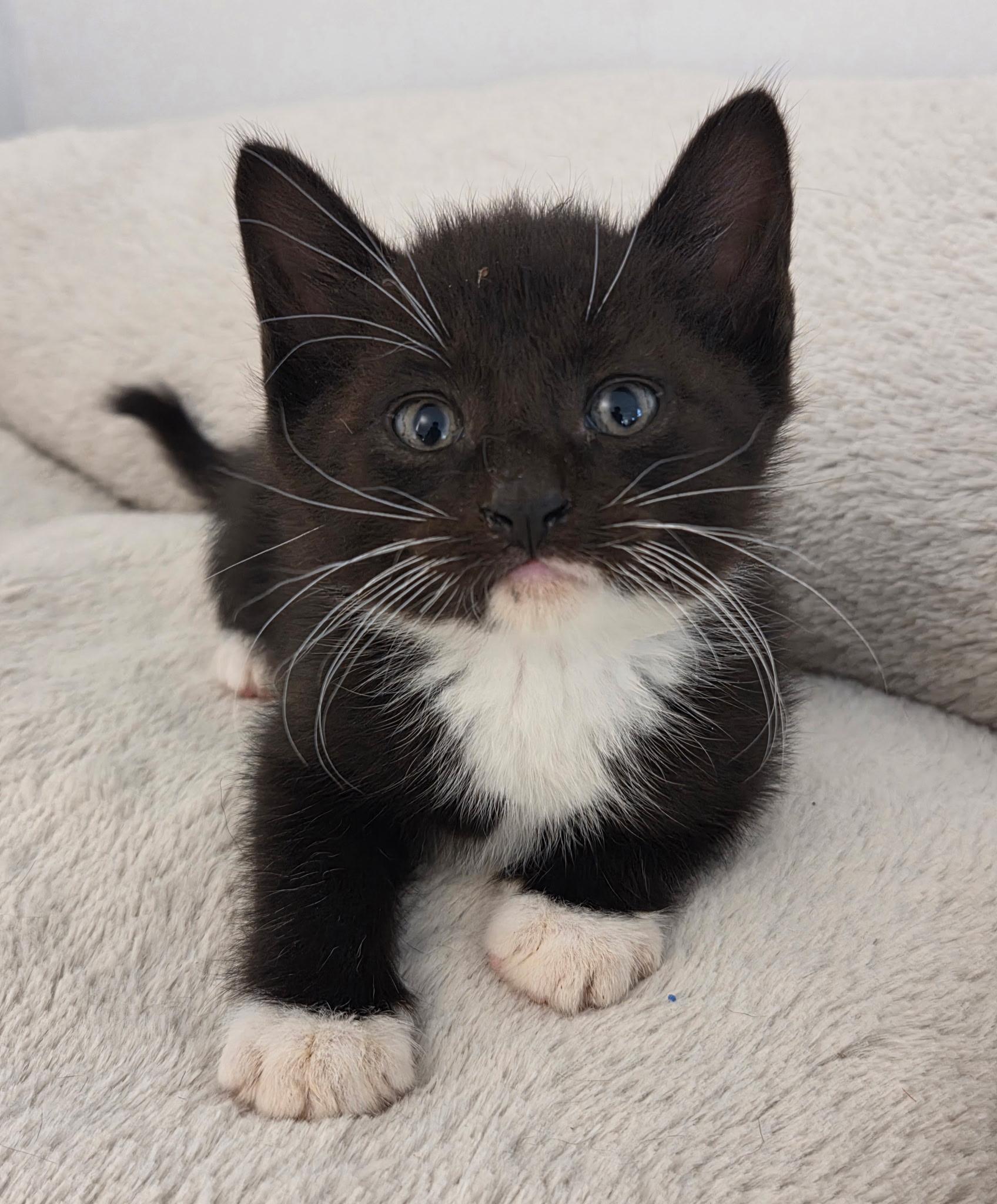 Mayhem & Menace, Adoptable, Kitten Male Tuxedo & Domestic Short Hair.