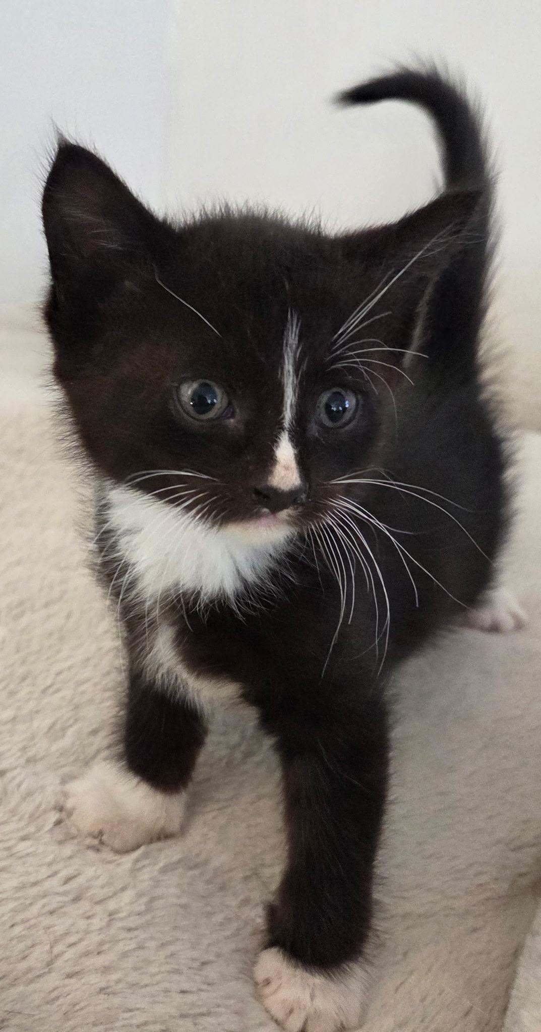 Mayhem & Menace, a Adoptable mixed breed in Red Bank, NJ image 2/2