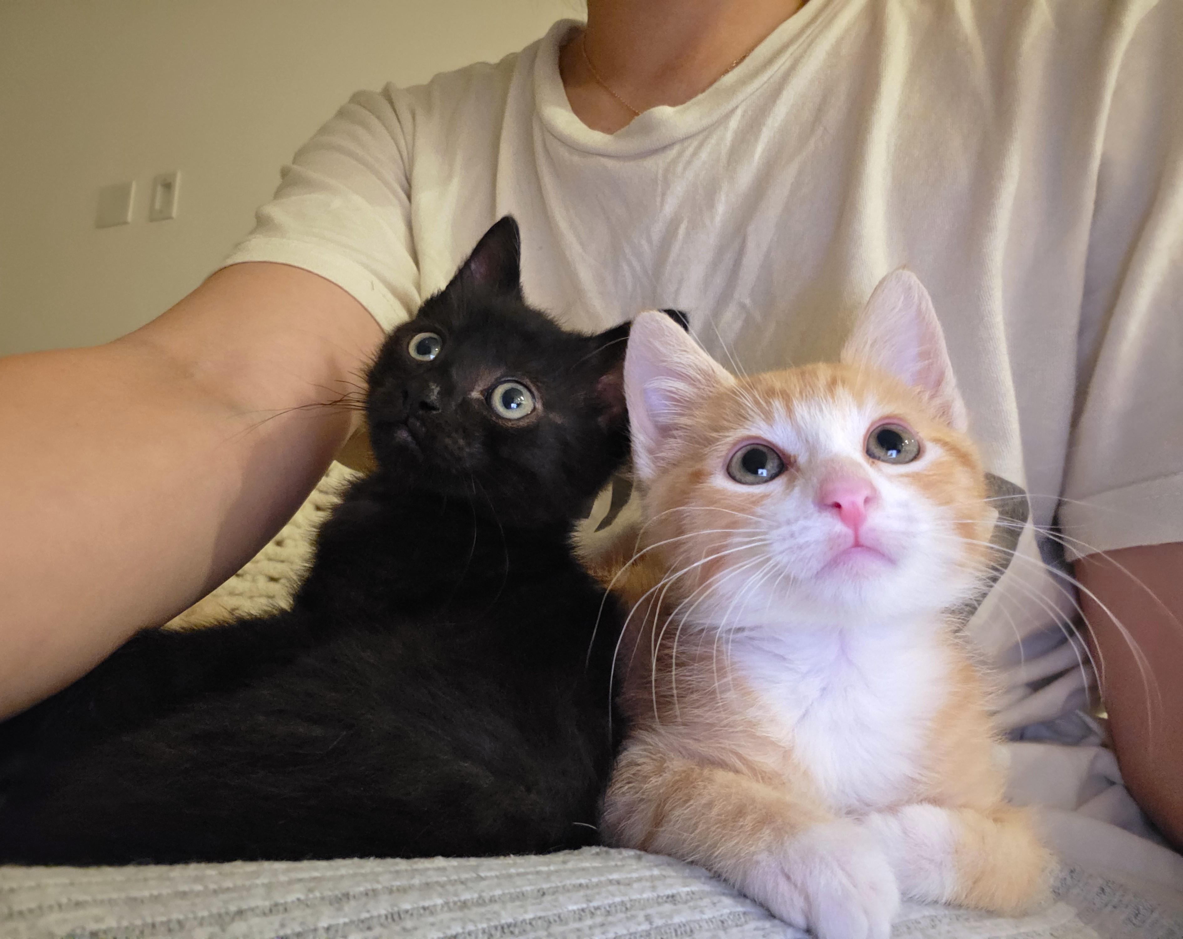 Hashbrown, an adopted Domestic Short Hair in Yorba Linda, CA image 3/6