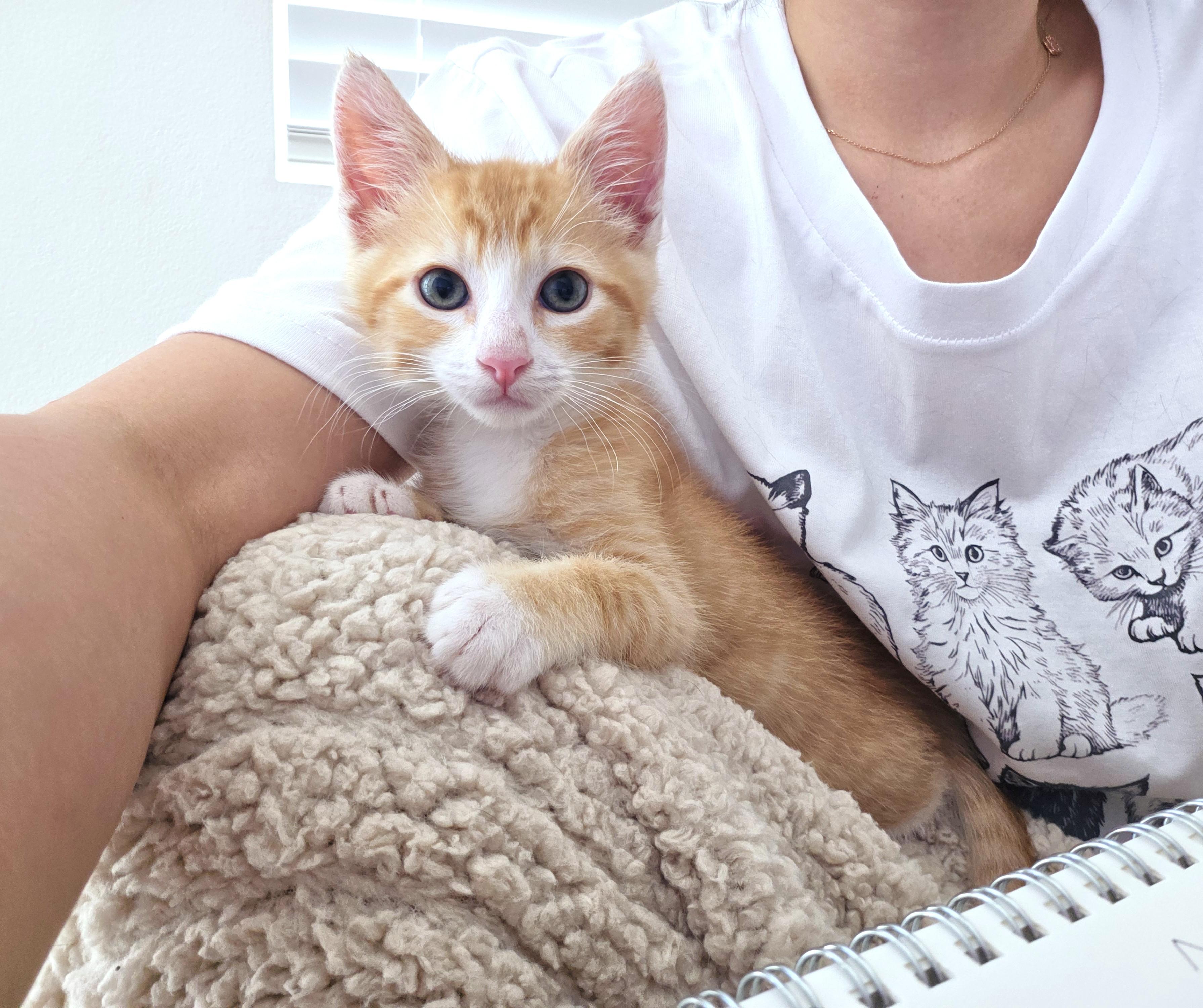 Hashbrown, an adopted Domestic Short Hair in Yorba Linda, CA image 6/6
