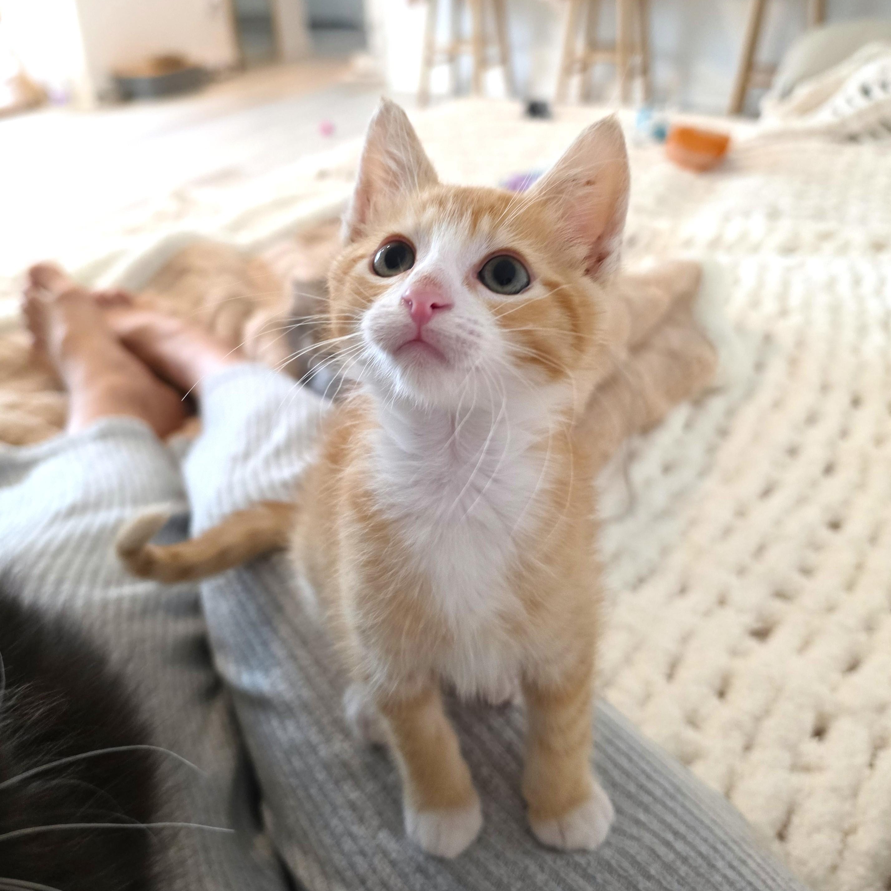 Hashbrown, an adopted Domestic Short Hair in Yorba Linda, CA image 4/6