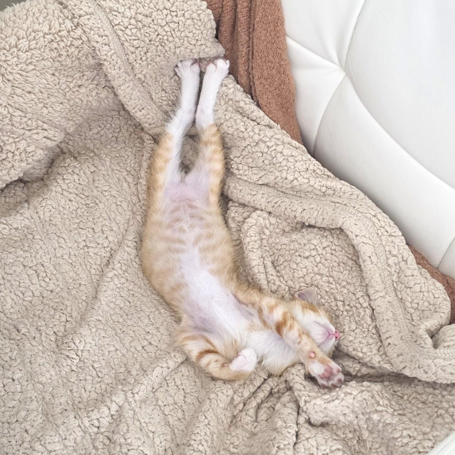 Hashbrown, an adopted Domestic Short Hair in Yorba Linda, CA image 2/6