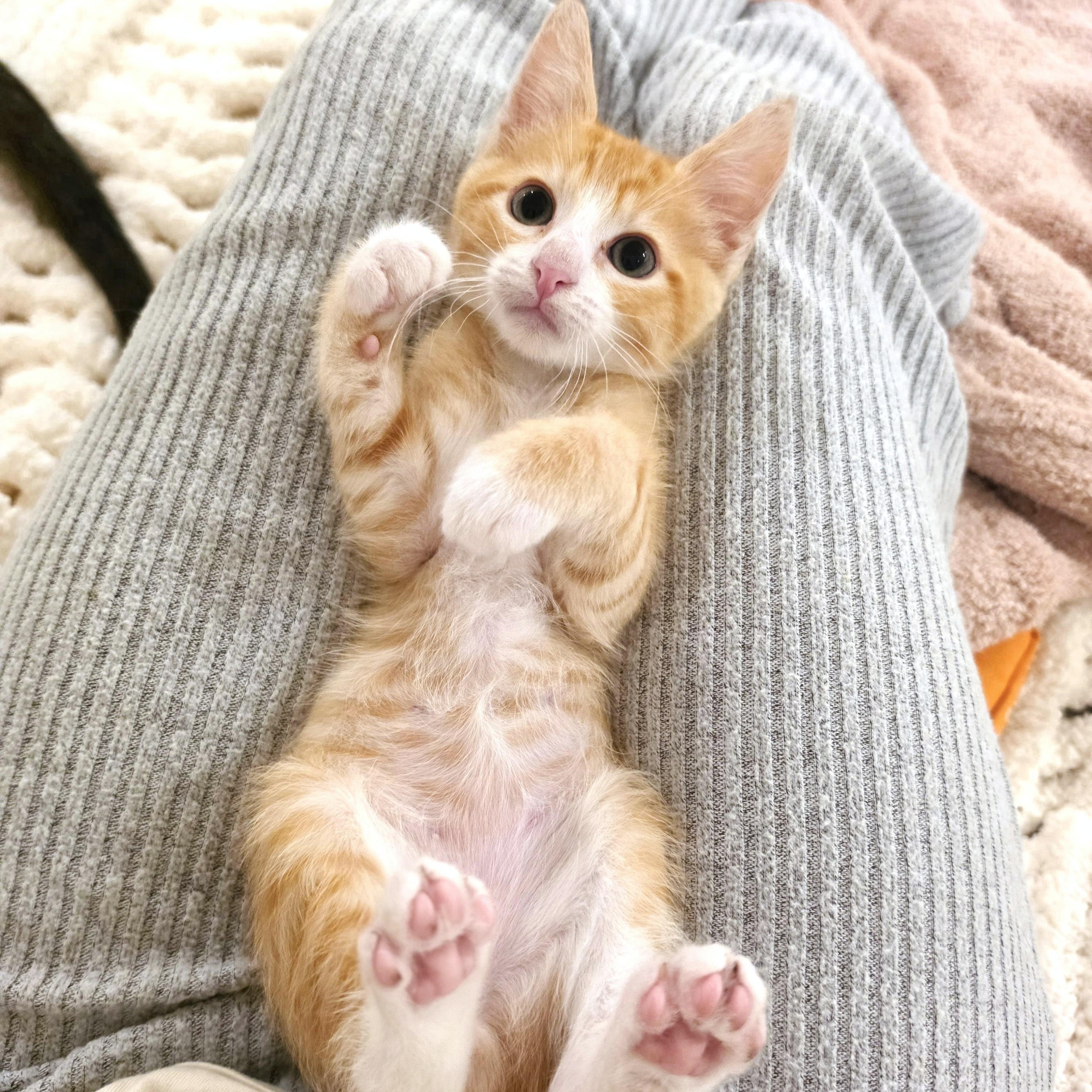 Hashbrown, adopted, Kitten Male Domestic Short Hair.