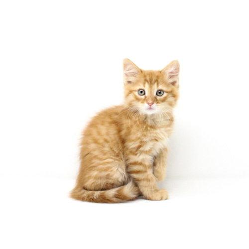 Sherbert, Adopted, Kitten Male Domestic Short Hair.