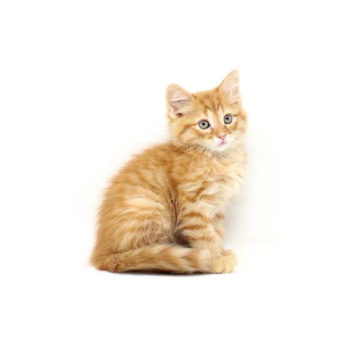 Sherbert, a Adopted Domestic Short Hair in Florence, AZ image 2/2