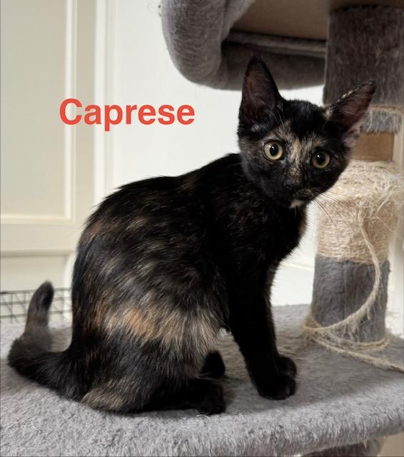 Caprese, adopted, Kitten Female Domestic Short Hair.