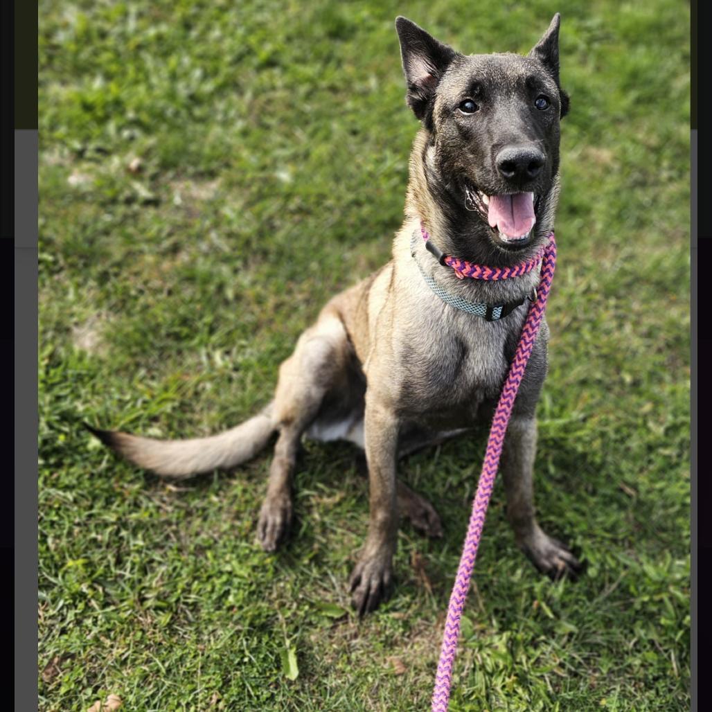 Enlarge Indie, a Adoptable Belgian Shepherd / Malinois in Avon, OH image 1/1