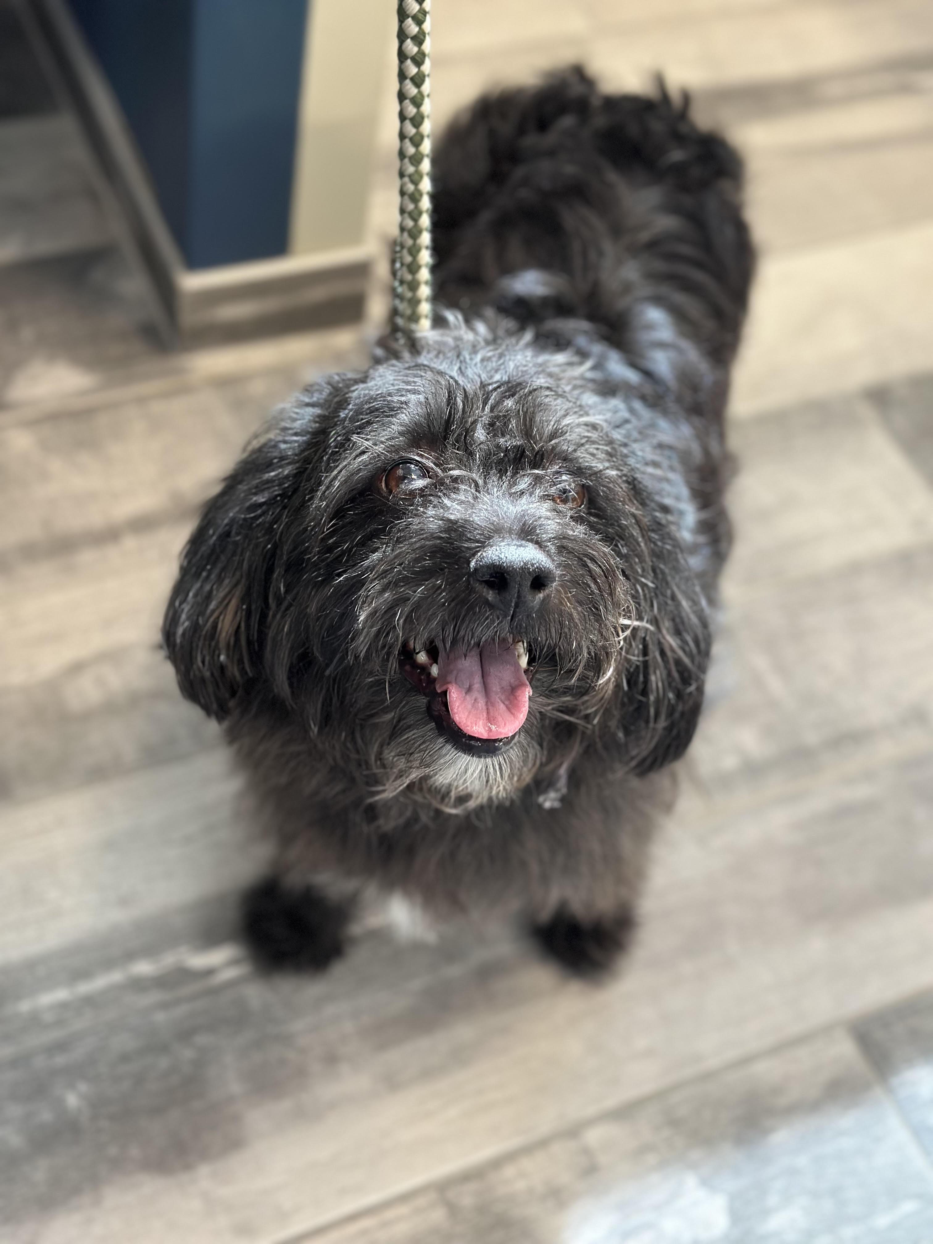 Baby Bop , ADOPTABLE, Adult Female Terrier.